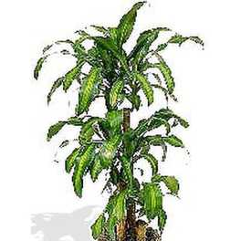 Tall green houseplant with arching leaves in an orange clay pot.