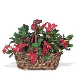 Red flowering plant with trailing blooms arranged in a wicker basket