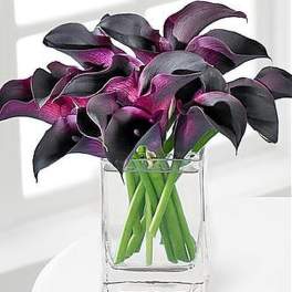 Dark purple mini calla lilies arranged in a clear glass cube vase