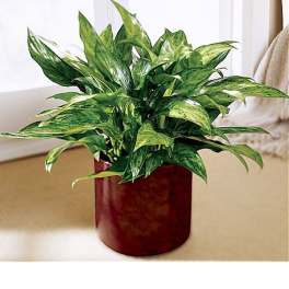 Variegated green houseplant in a glossy deep red pot near a bright window