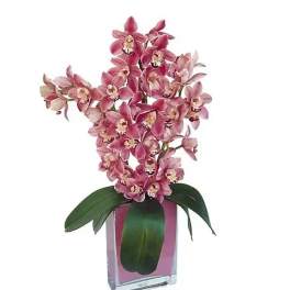 Sexy Cymbidiums