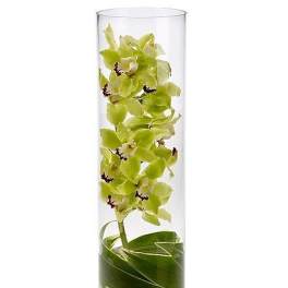 Tall glass cylinder vase with green cymbidium orchids submerged in water