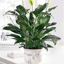Comfort Planter