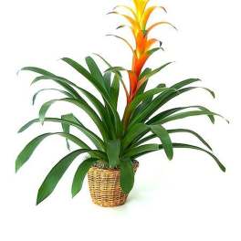 Potted plant with orange and yellow bloom and long arching green leaves in a woven basket.