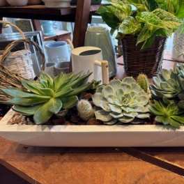 Premium Succulent Garden