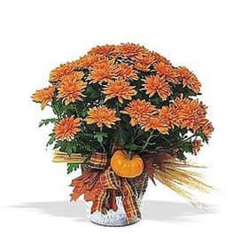 Potted orange chrysanthemums in a white container decorated with plaid ribbon, pumpkin, and fall accents.