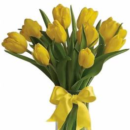 Sunny Yellow Tulips