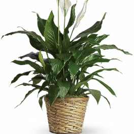 Simply Elegant Spathiphyllum (Peace Lily) - Medium