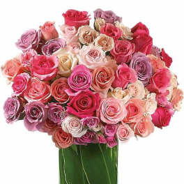 Rose Rapture