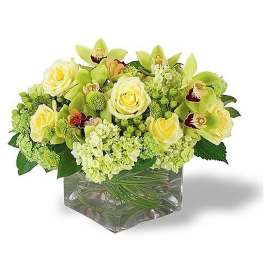 Low cube arrangement of pale yellow roses, green orchids, and hydrangeas in a glass vase