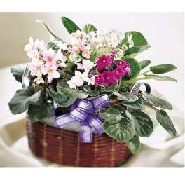Basket of blooming pink, white, and purple flowering plants with a purple bow.