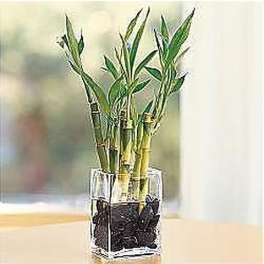 Lucky Bamboo