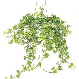 Variegated Ivy