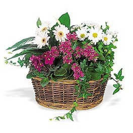 Low basket garden with white daisy-like blooms, bright pink flowers, and trailing vines in a woven wicker basket