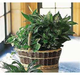 Assorted indoor plants in a woven handled basket