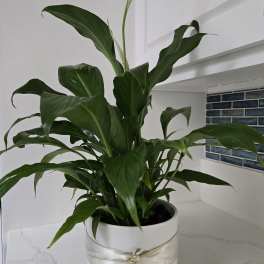 Spathiphyllum Plant