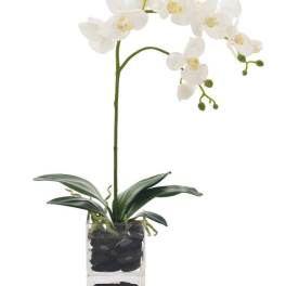 Potted white orchid with arching blooms in a clear glass cube filled with black stones.