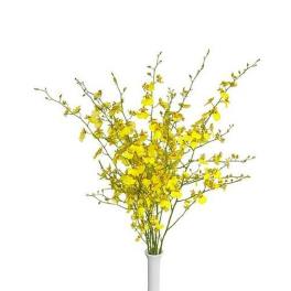 Tall spray of small yellow orchids arranged in a slim white vase