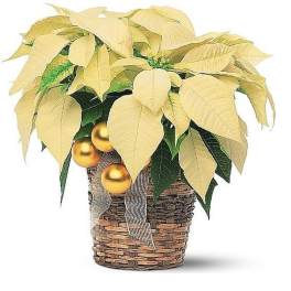 Cream poinsettia plant in a woven basket with gold ornaments and ribbon