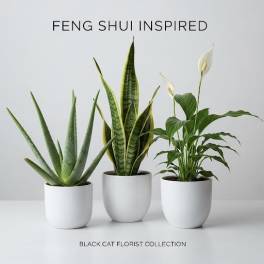 Three potted plants in white pots, including an aloe and peace lily