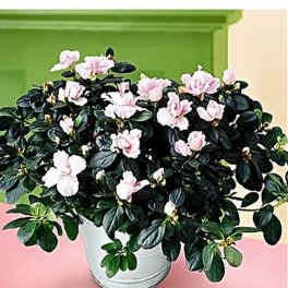 Potted plant with soft pink blooms in a white container on a pink surface