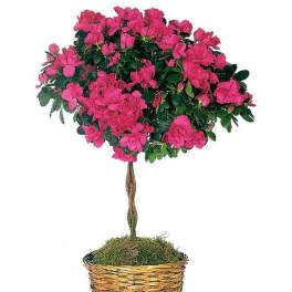 Topiary-style pink flowering plant in a woven basket pot