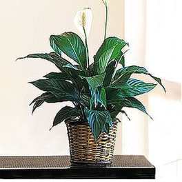 Potted peace lily plant with white blooms in a woven basket on a dark table