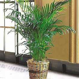 Tall potted palm plant with feathery fronds in a woven basket planter indoors