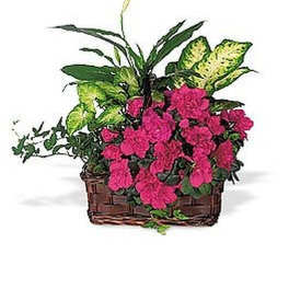 Pink flowering plant with mixed green foliage in a rectangular wicker basket.