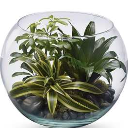 Assorted green houseplants in a round glass bowl with dark stones at the base