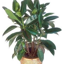 Potted green houseplant in a woven basket container