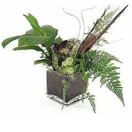 Mixed green houseplants in a dark square container
