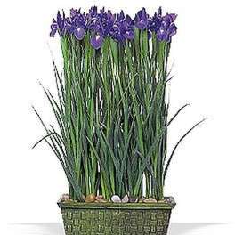 Tall cluster of purple iris flowers with long green blades in a rectangular green planter topped with pebbles