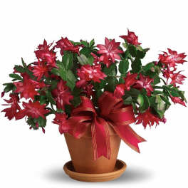 Red blooming cactus plant in a terra cotta pot with a red ribbon bow