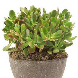 Potted green succulent plant in a gray round bowl