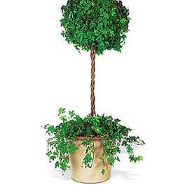 Potted ivy topiary with round leafy crown and trailing vines in a beige container