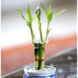 Small lucky bamboo plant in a blue and white ceramic pot filled with pebbles