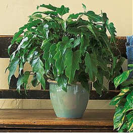 Potted leafy green houseplant in a glossy light blue ceramic pot on a wooden surface.