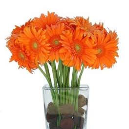 Bright orange gerbera daisies arranged in a clear glass vase with stones.