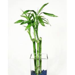 Lucky bamboo stalks in a tall clear glass vase with blue stones at the base