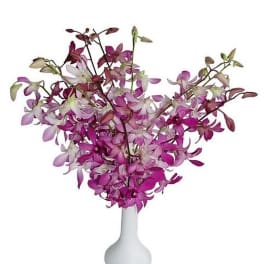 Tall arrangement of pink and white orchids in a white vase
