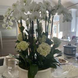 Orchid