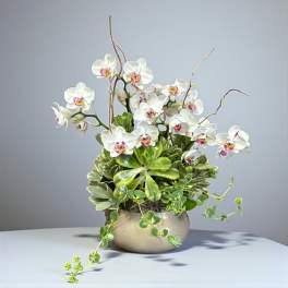 Potted white phalaenopsis orchids with succulents in a round metallic pot