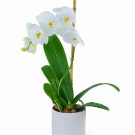 Potted white phalaenopsis orchid with arching blooms in a small white ceramic pot