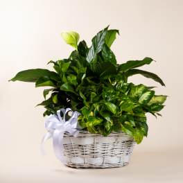 Basket of assorted green houseplants with a white ribbon bow