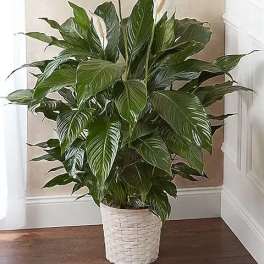 Spathiphyllum Plant by BloomNation™