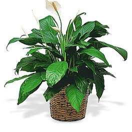 Potted peace lily plant with white blooms in a woven basket