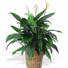 Potted peace lily plant with white blooms in a woven basket