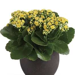Potted yellow flowering plant in a round dark container