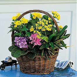 Basket of yellow and pink flowering plants with foliage in a handled wicker basket